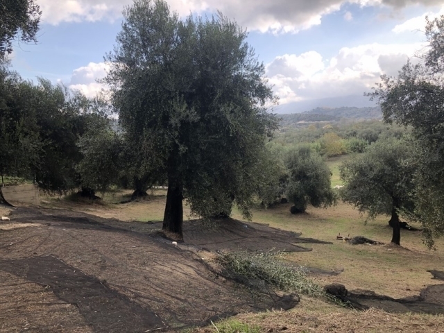 (Προς Πώληση) Αξιοποιήσιμη Γη Οικόπεδο εντός οικισμού || Ν. Κέρκυρας/Εσπερίες - 5.290 τ.μ, 145.000€ 