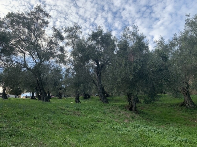 (Προς Πώληση) Αξιοποιήσιμη Γη Αγροτεμάχιο || Ν. Κέρκυρας/Παρέλι - 5.224,74  τ.μ., 75.000€ 