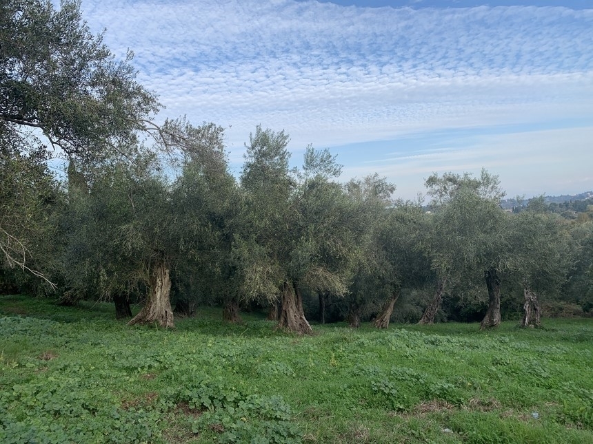 (Προς Πώληση) Αξιοποιήσιμη Γη Οικόπεδο || Ν. Κέρκυρας/Παρέλι - 5.500 τ.μ, 85.000€ 