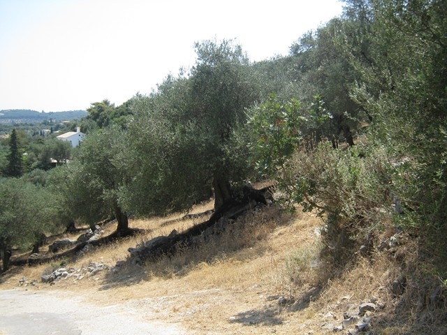 (Προς Πώληση) Αξιοποιήσιμη Γη Οικόπεδο || Ν. Κέρκυρας/Κασσιόπη - 5.631,03τ.μ, 350.000€ 