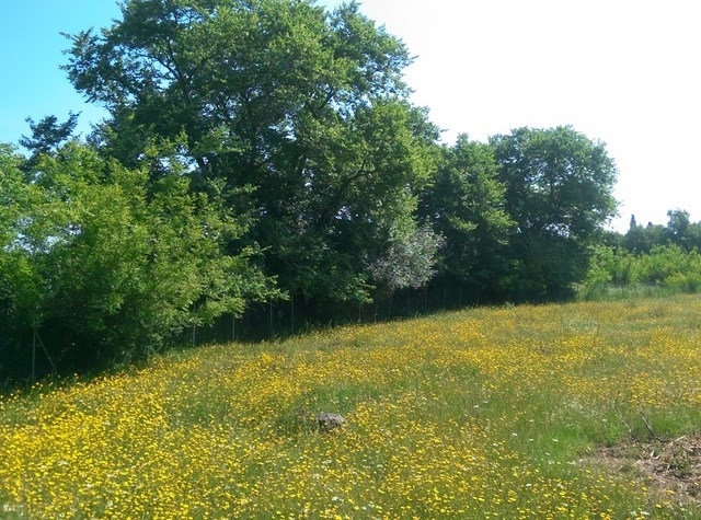 (Προς Πώληση) Αξιοποιήσιμη Γη Οικόπεδο || Ν. Κέρκυρας/Κέρκυρα Χώρα - 10.000τ.μ, 170.000€ 