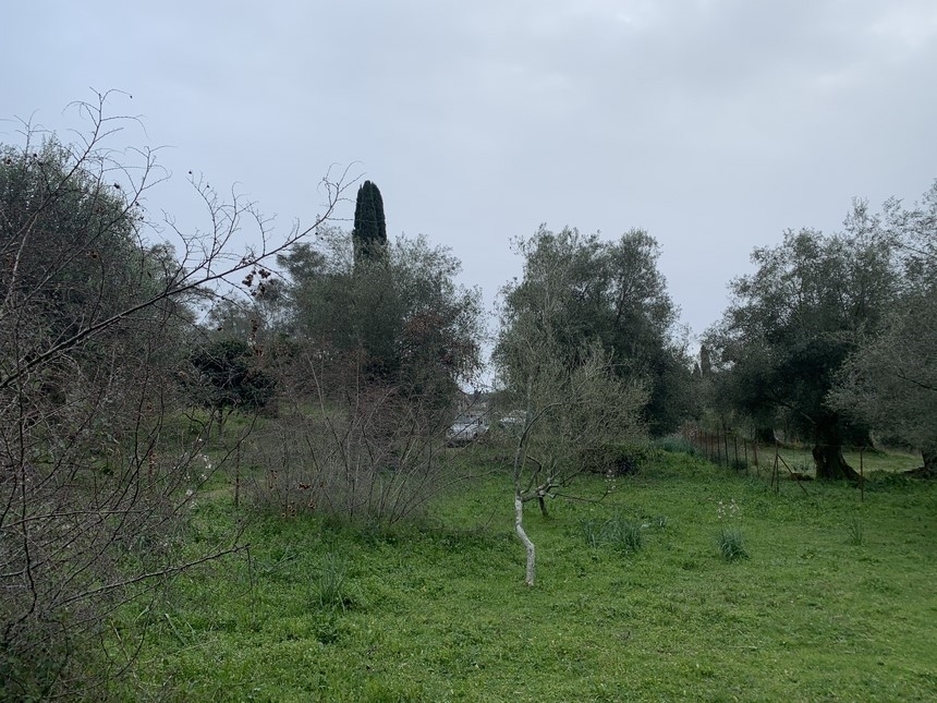 (Προς Πώληση) Αξιοποιήσιμη Γη Αγροτεμάχιο || Ν. Κέρκυρας/Φαίακες - 1.481,50 τ.μ, 60.000€ 