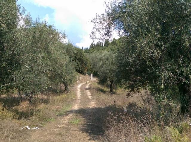 (Προς Πώληση) Αξιοποιήσιμη Γη Οικόπεδο || Ν. Κέρκυρας/Φαίακες - 8.243τ.μ, 280.000€ 