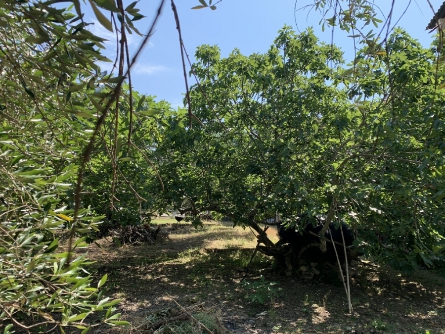 (For Sale) Land Plot || Corfu (Kerkira)/Pareli - 335 Sq.m, 32.000€ 
