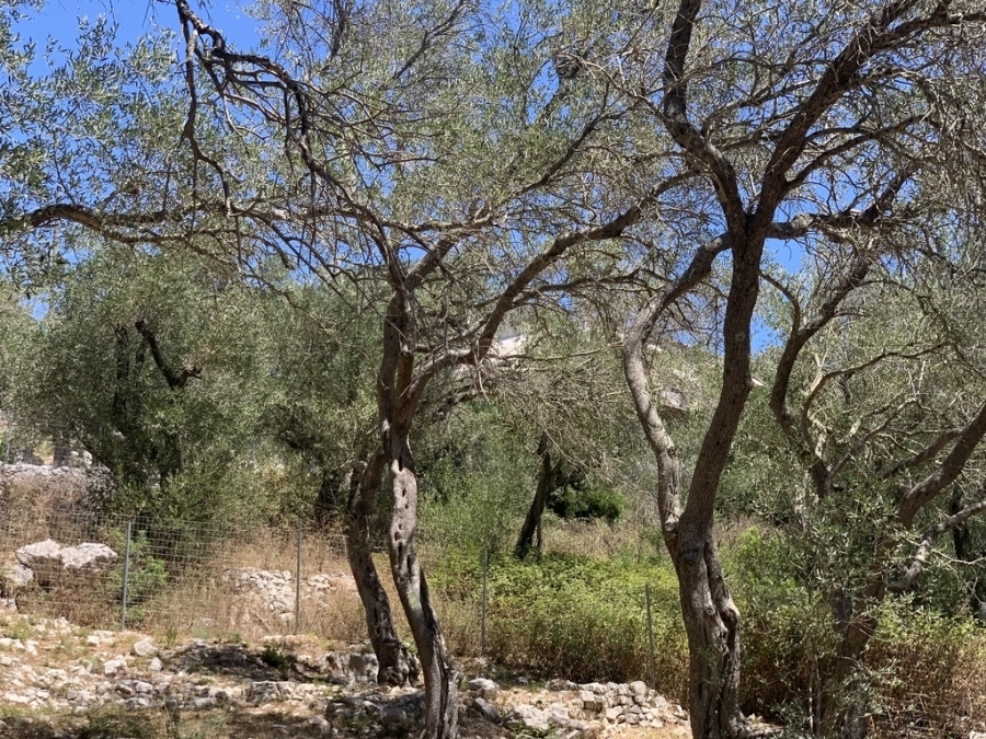 (Προς Πώληση) Αξιοποιήσιμη Γη Οικόπεδο || Ν. Κέρκυρας/Παξοί - 1.500 τ.μ, 180.000€ 