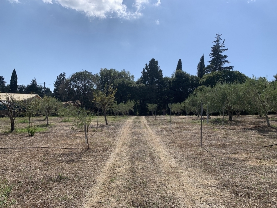 (Προς Πώληση) Αξιοποιήσιμη Γη Αγροτεμάχιο || Ν. Κέρκυρας/Φαίακες - 29.000 τ.μ, 1.100.000€ 